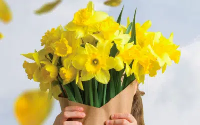Daffodil Day Appeal